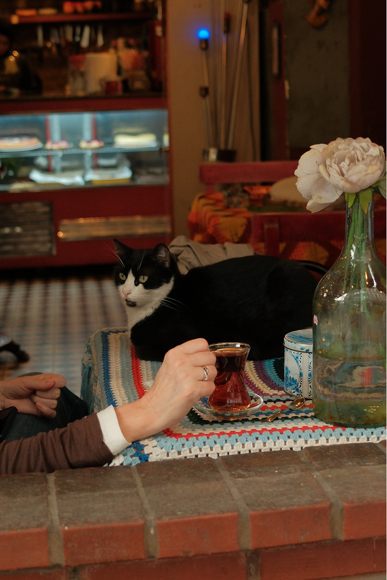 EFEK × Vanessa Piccoli — Cats of Istanbul